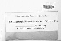 Hypoxylon rubiginosum image